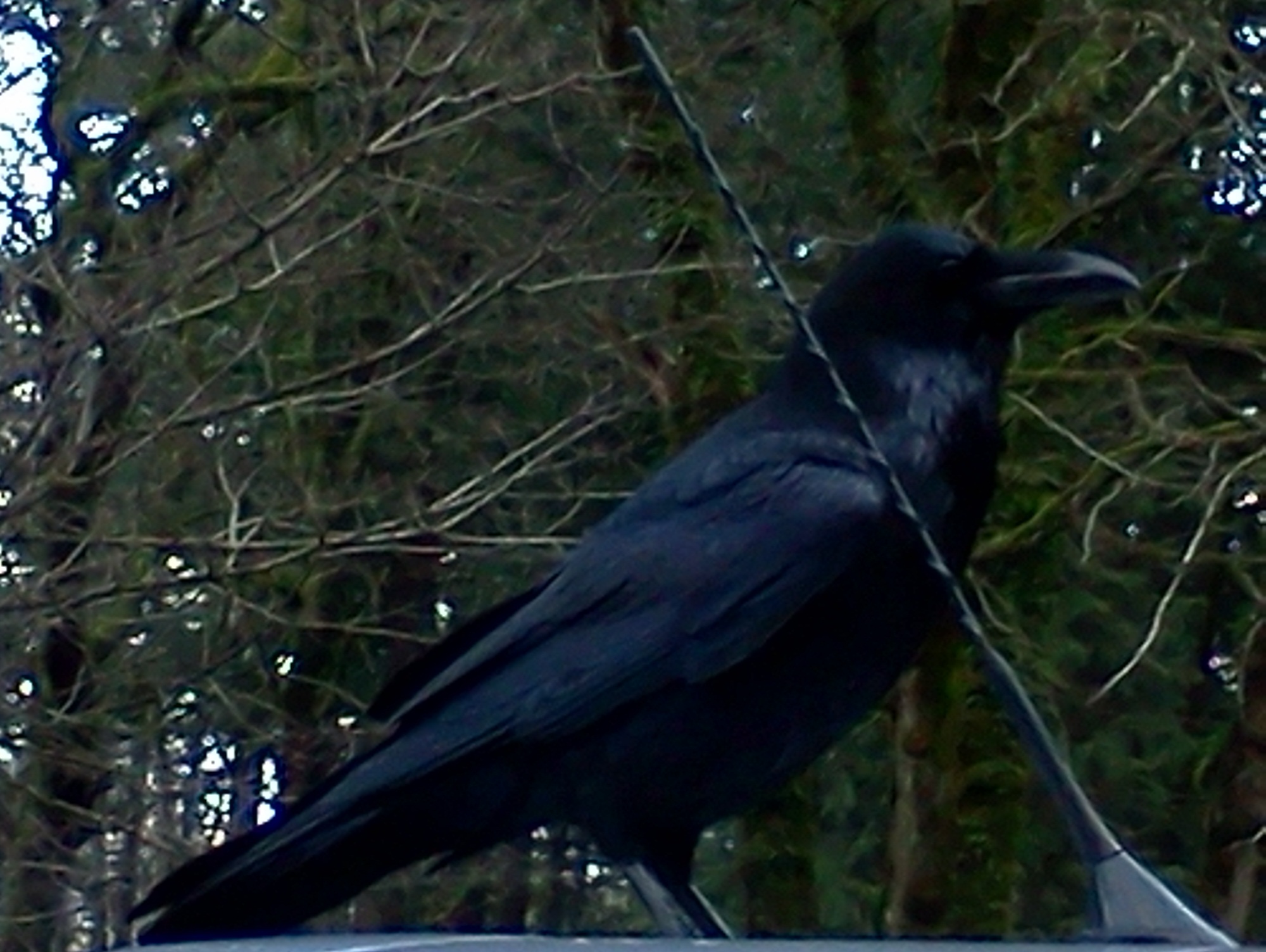 Raven 12-29-2012 mmc